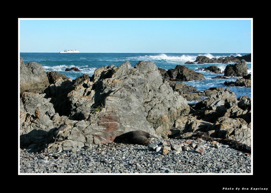 Visitor at the seals3 by Eva Kaprinay