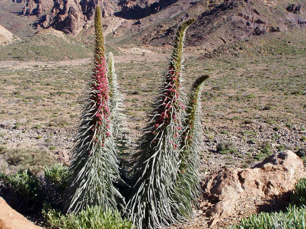 Tajinastes floriendos by Hardy(javi)