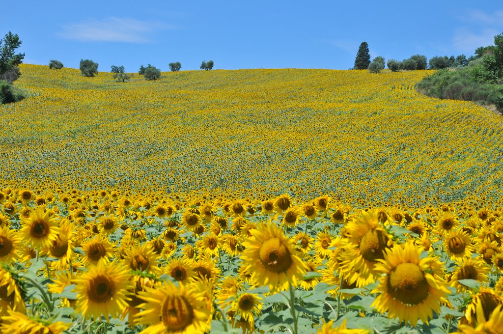 Umbertide, Province of Perugia, Italy by Riccardo Fascio