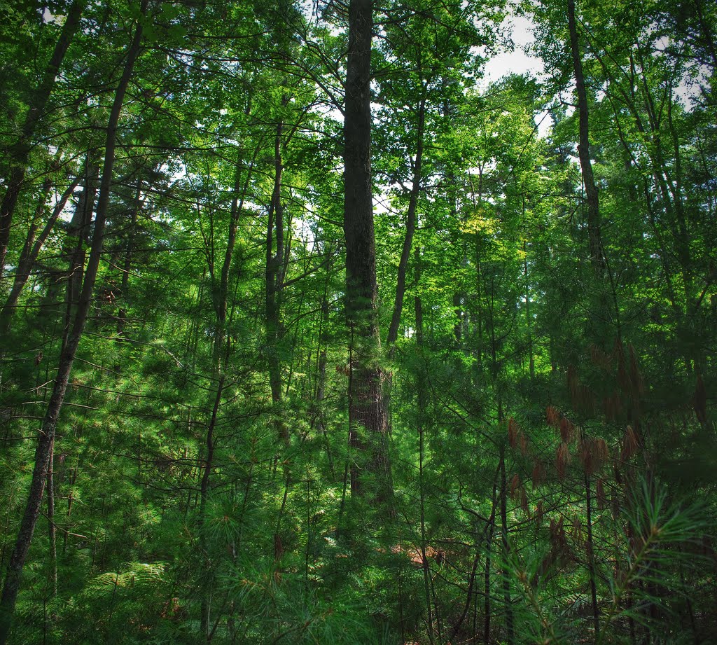 Ketchum Creek Pines State Natural Area by Aaron Carlson