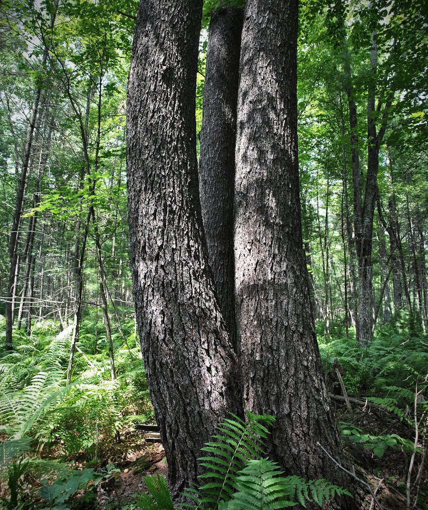 Ketchum Creek Pines State Natural Area by Aaron Carlson