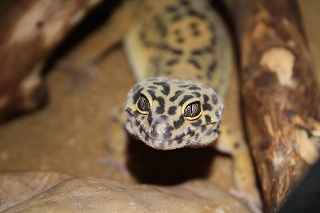 Leopard Gecko by Matt Dawson