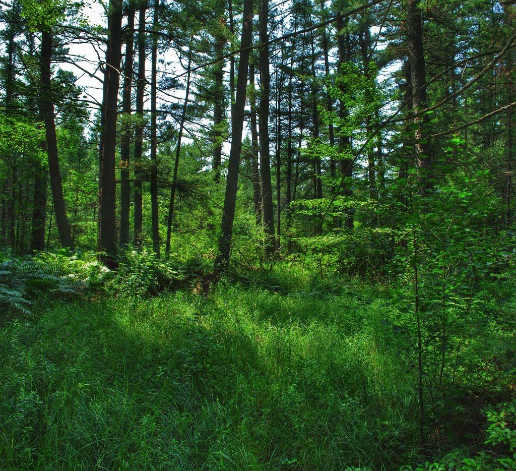 Jackson County Forest by Aaron Carlson