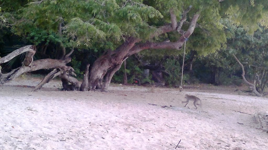 Bama Beach, Situbondo, East Java, Indonesia by nina puspita