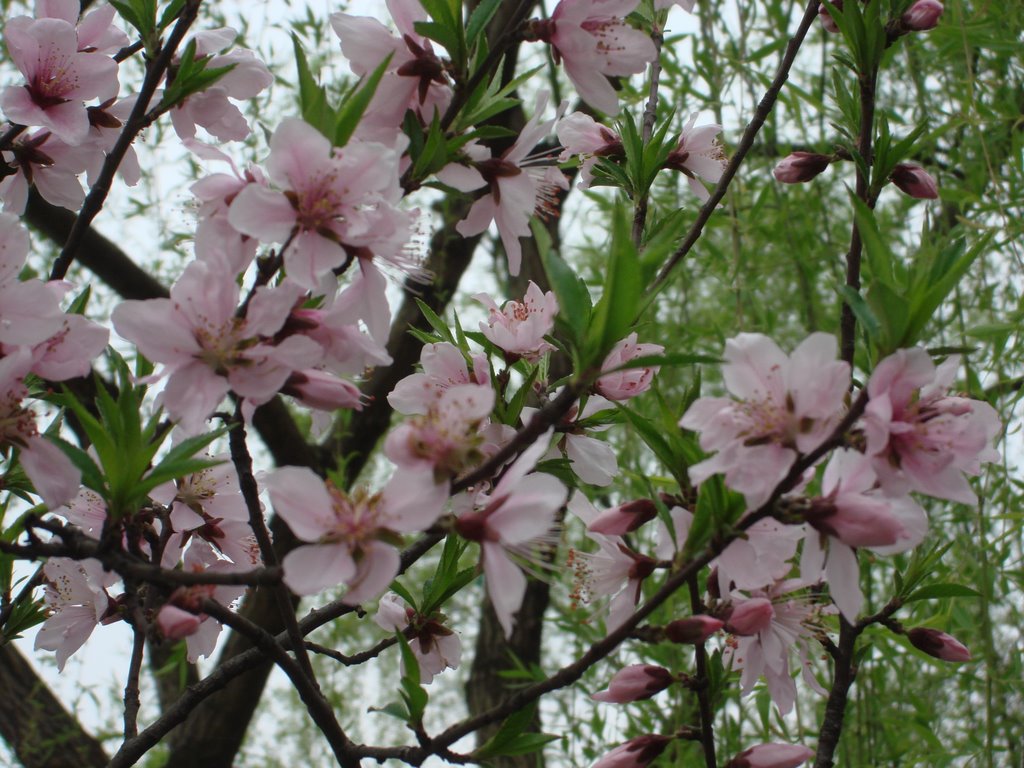 Peach blossom by stranger danger