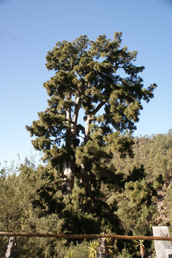 VILAFLOR - Tree of several centuries (2) by Jean-Philippe Hebrar…