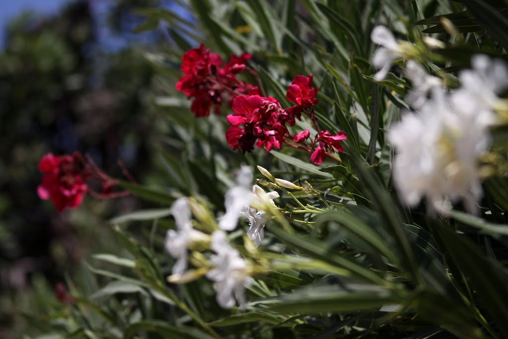 Flowers on Calle Suiza by Rens Bressers