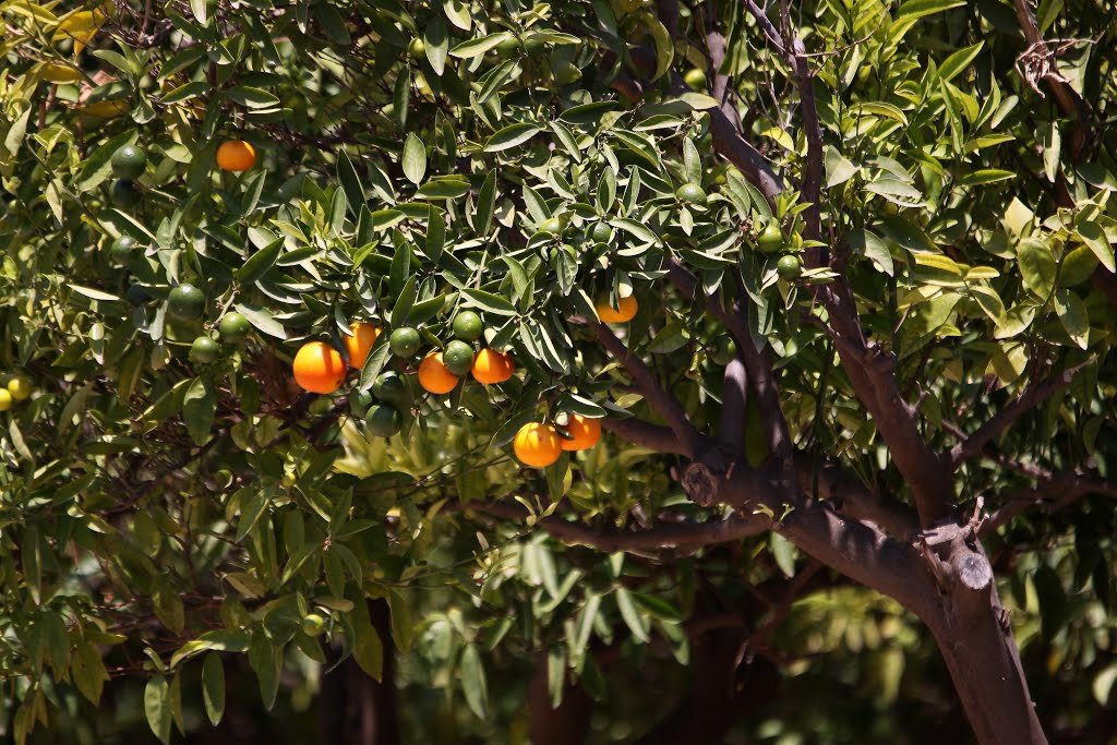 Oranges next to Ctra. de Jesus Pobre by Rens Bressers