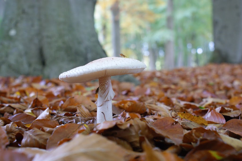 Autumn in Eefde by Tonny Nagtegaal