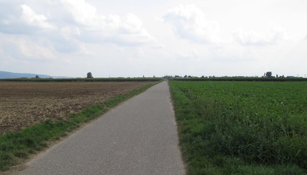 Radweg Heddesheim - Ladenburg by Harald Sogl