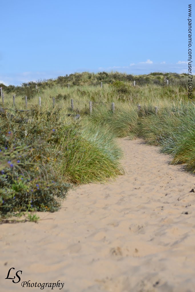 Dunes, Noordwijk by Lara Schäumer