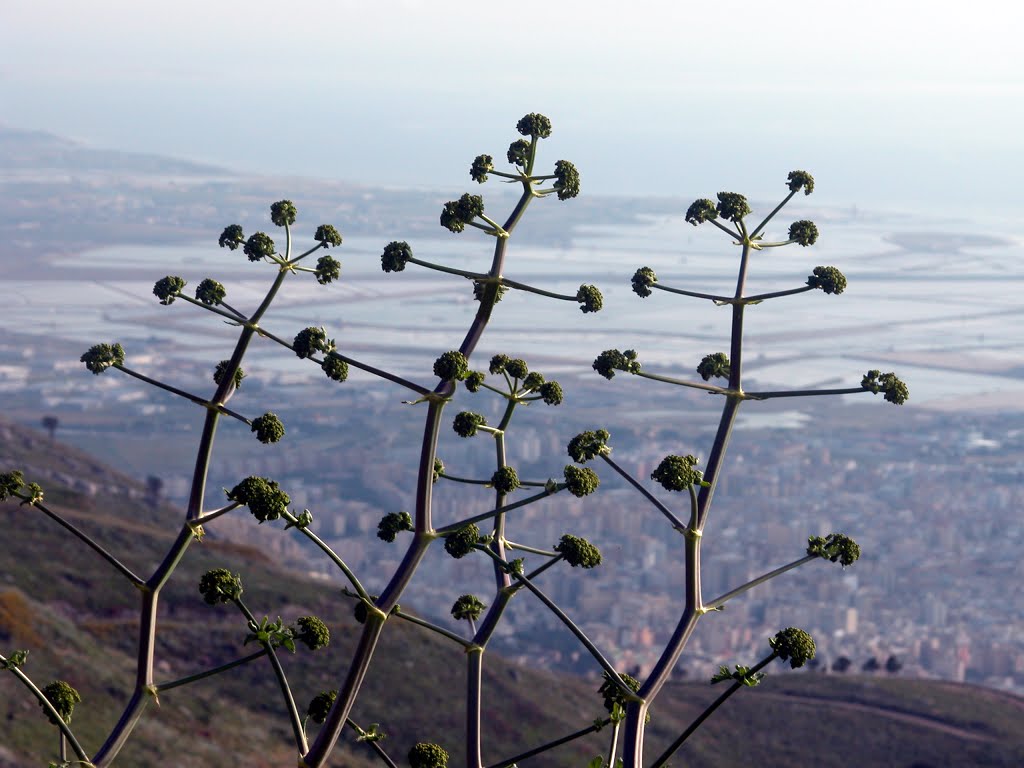 Trapani - le saline by GR