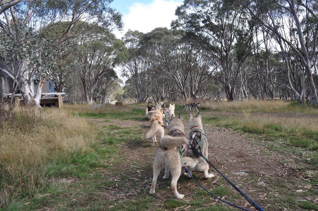 Gee and Haw with Australian Sled Dog Tours by Inspector H snaps