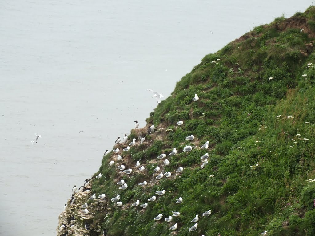 Bempton, UK by AnandLeo