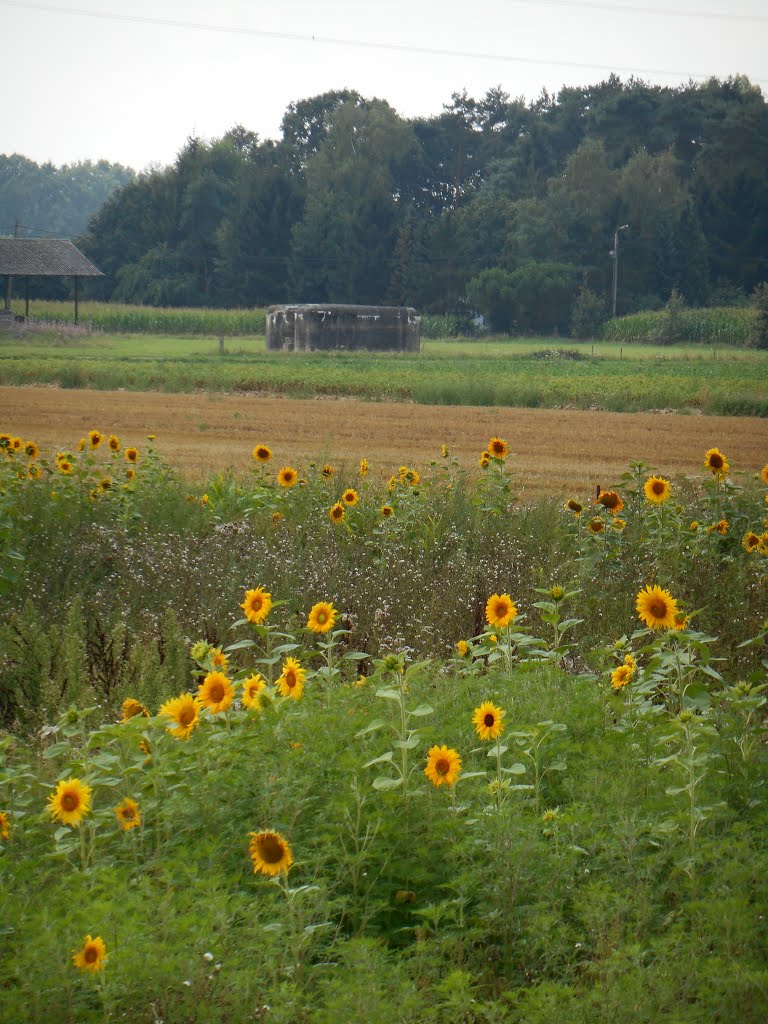 België, Haacht - Bunker Walemhoefweg - Augustus 2014 by Walter vervloet