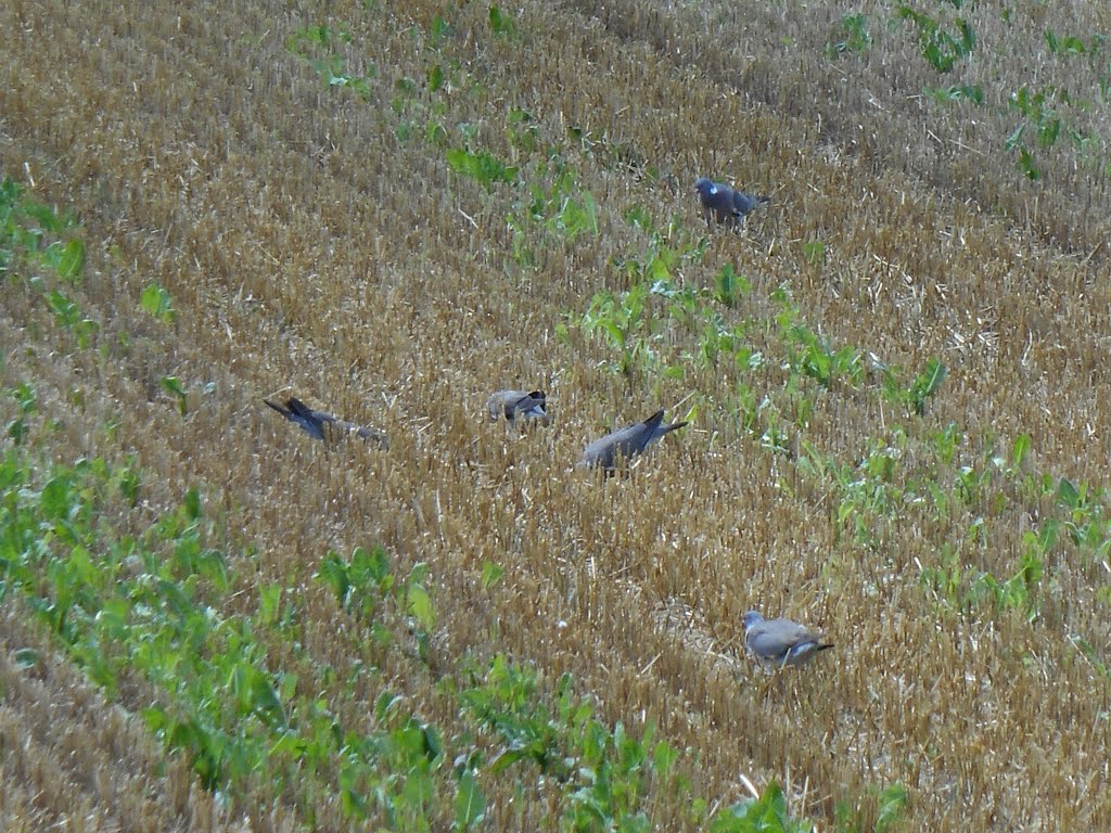 België, Haacht - Landbouw Akker, naast Dijle - Augustus 2014 by walter.vervloet