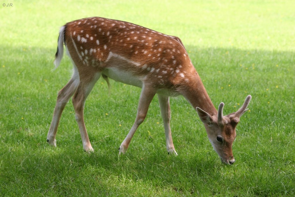 Wildpark im Grafenberger Wald, Düsseldorf by Juergen Roesener