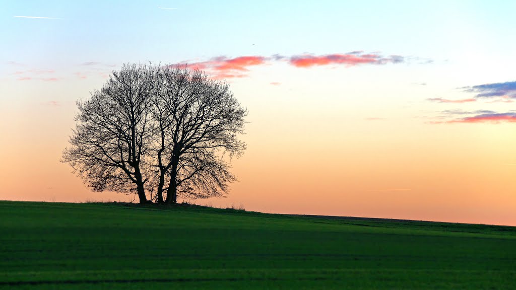 Solitär am Ortsrand von Loccum by KeybOrgel Wolfgang K…