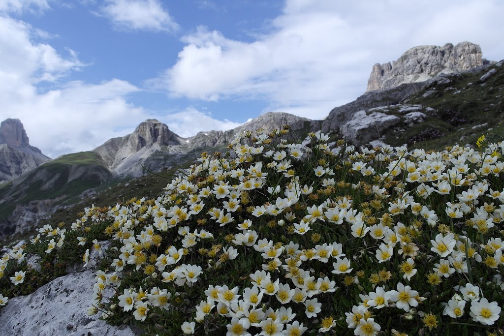 Omaggio floreale alle Dolomiti by maxgia