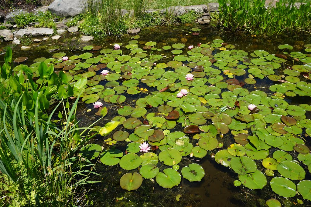 Ladew Topiary / "Iris Garden" by Richard McL