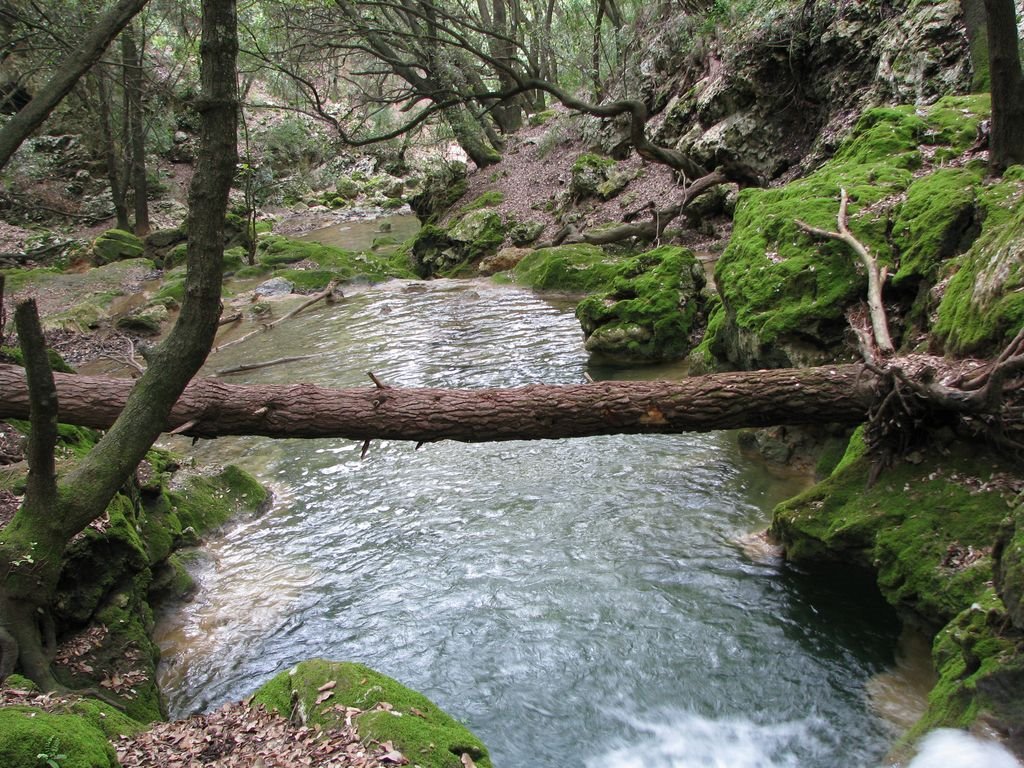 Torrent de Coanegra by jferrer