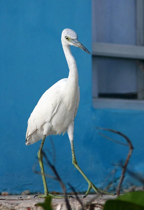 Cayo Guillermo February 2008 by Kazaniya КириллКа