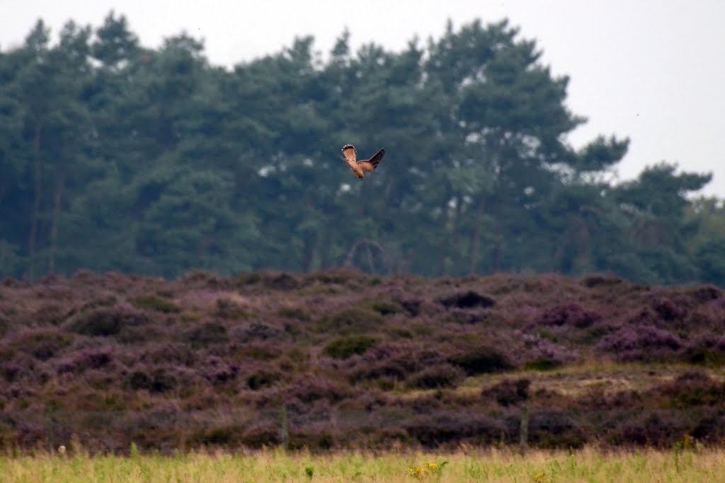 A Montagus Harrier or Grauwe Kiekendief at Oud Reemst/Planken Wambuis hunting for pray over the heatherfields by Henk Monster