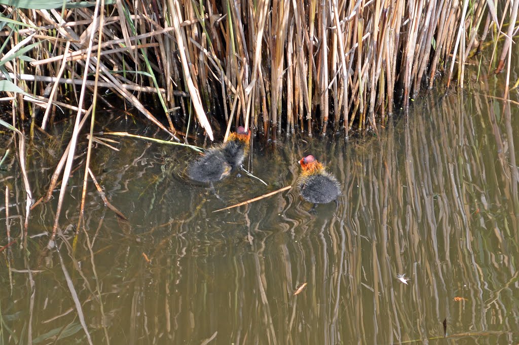 Jonge meerkoetjes bij Beneden Sas by Wim Constant