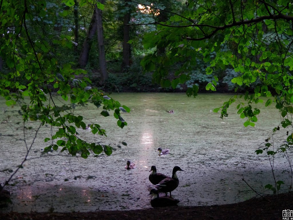 Groningen. Tavacska a Groenestein parkban. by Tanyasi Tahó