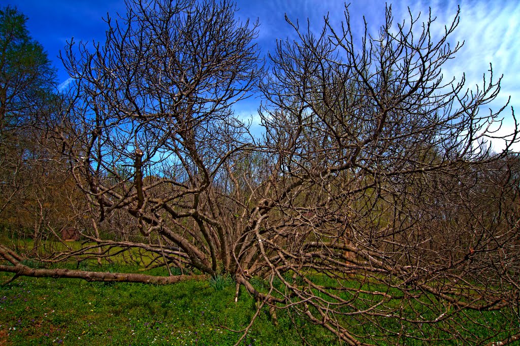 Woodburn Historic Plantation by Hank Myers