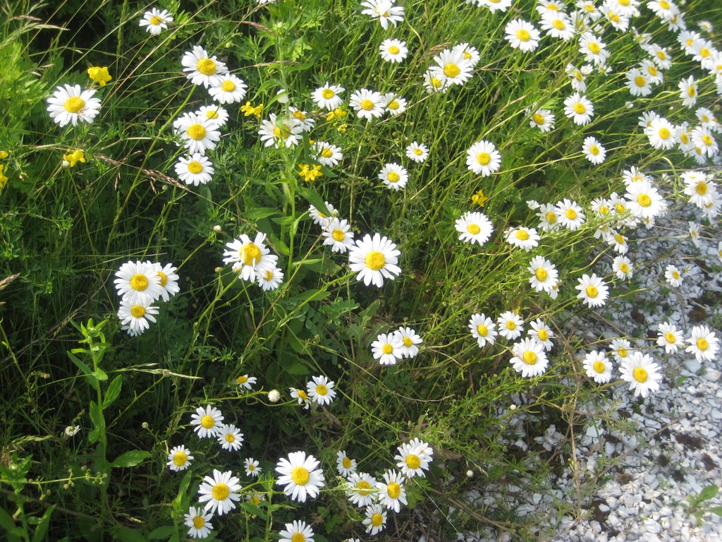 Merrick Road Park - daisys by NY-ker