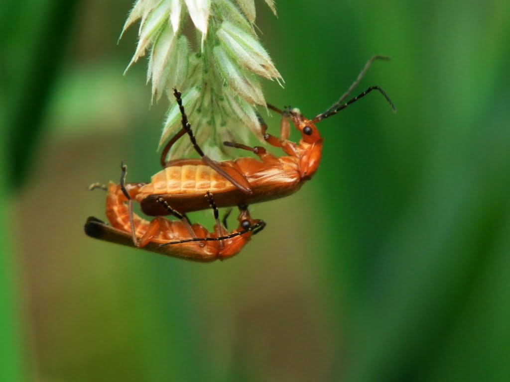 Push-ups! (Rhagonycha fulva). by gerda metternich