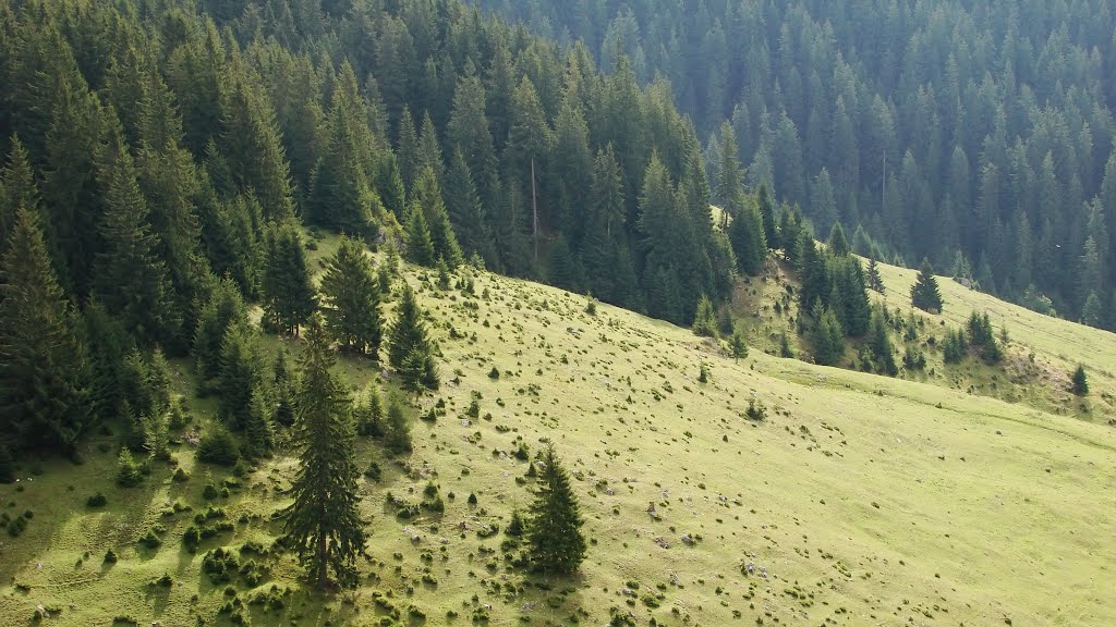 Forest edge (Erdőszéle) by Lőrinczi Gábor