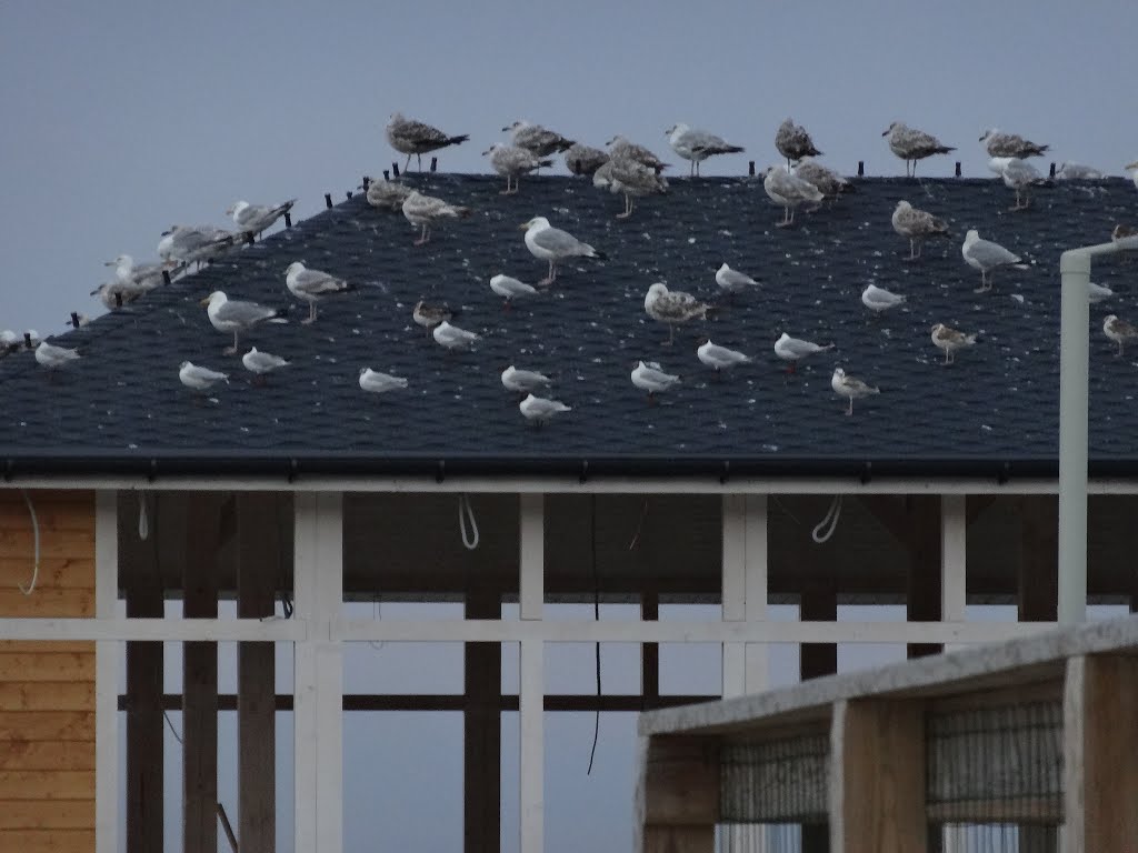 Birds on roof by Bruno del Mar