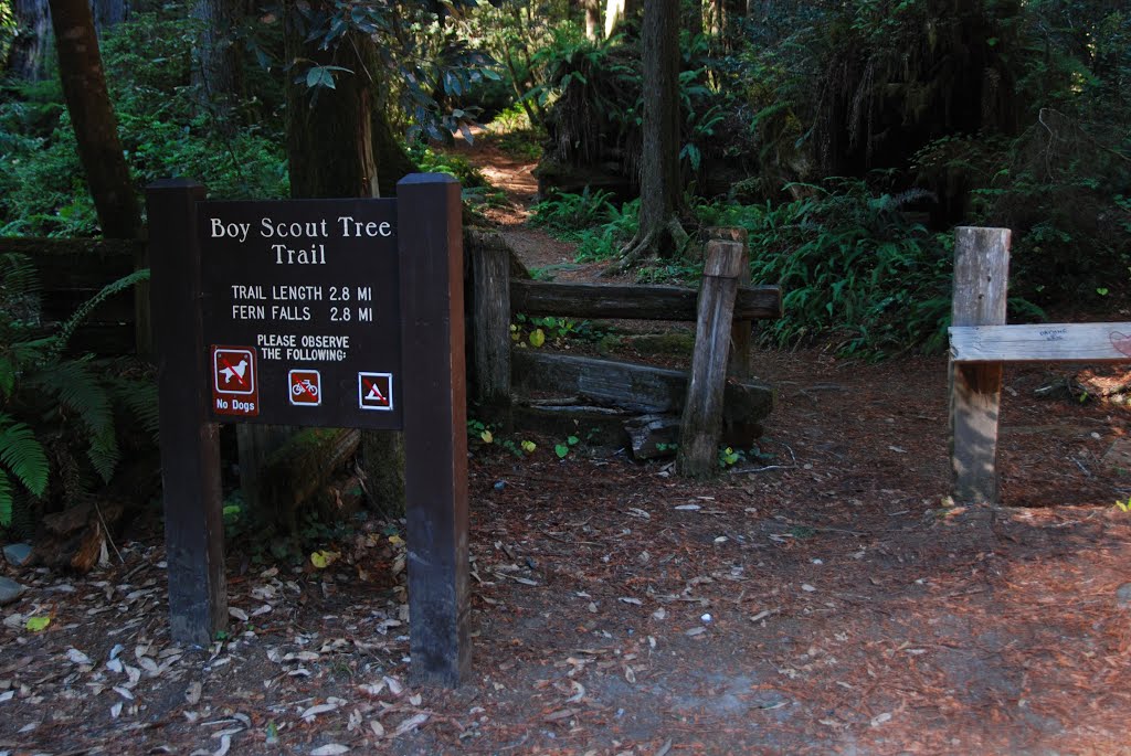 USA Mid to West October 2013: Red Wood Statepark near Crescent City by Seimen Burum