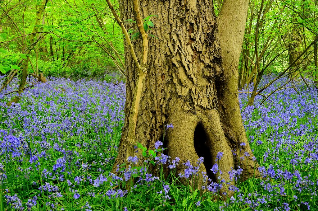 "Coombe Wood" westley heights. essex. apr 2014 by kinderbill  / Bill  …