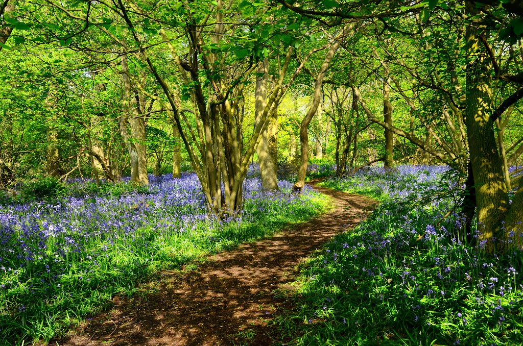 "Coombe Wood" westley heights. essex. apr 2014 by kinderbill  / Bill  …