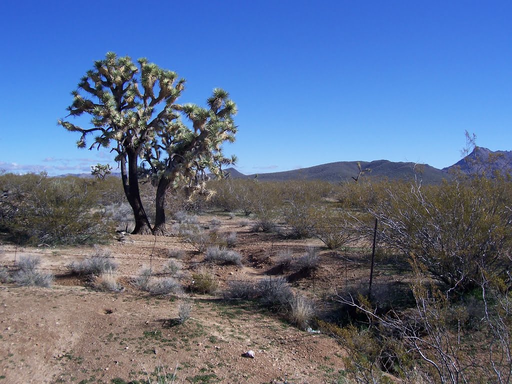 Mohave County, AZ, USA by Silvio Pimentel Mart…