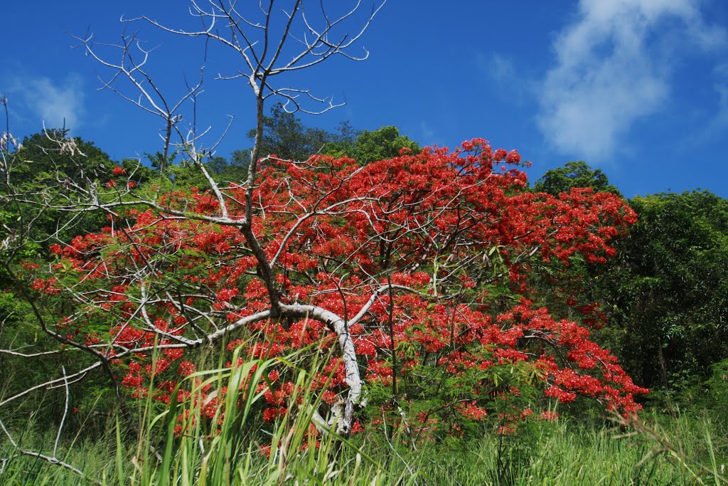 Sector Jardines De Bordaleza, Emajagua, Maunabo 00707, Puerto Rico by Ricardo David Jusino…