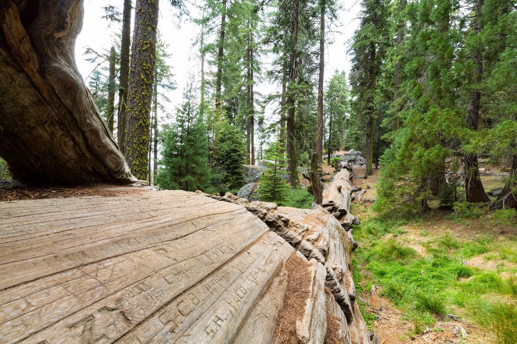 General Sherman Tree Area - Sequoia National Park, CA by Sunny Wu