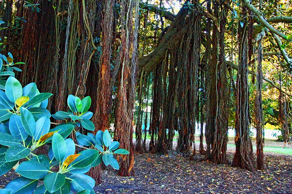 An Astonishing Tree by Roger Powell