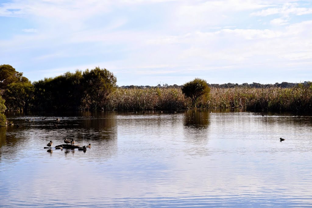 Olive Seymour Walk, Herdsman Lake, Perth, Western Australia by Marc Hampton