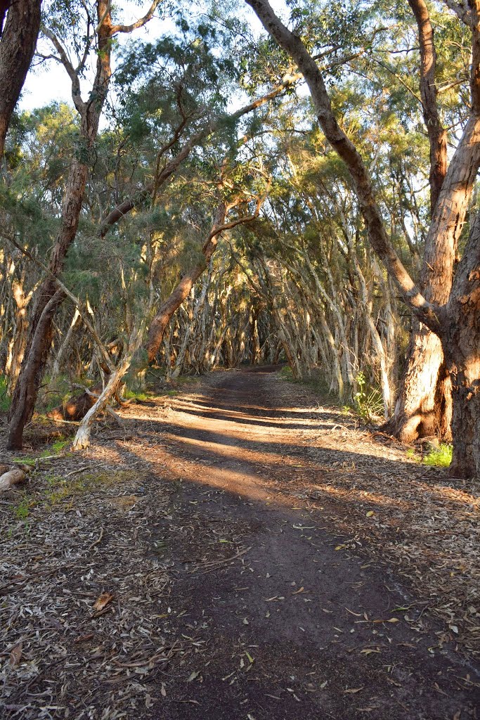 Herdsman Lake, Perth, Western Australia by Marc Hampton