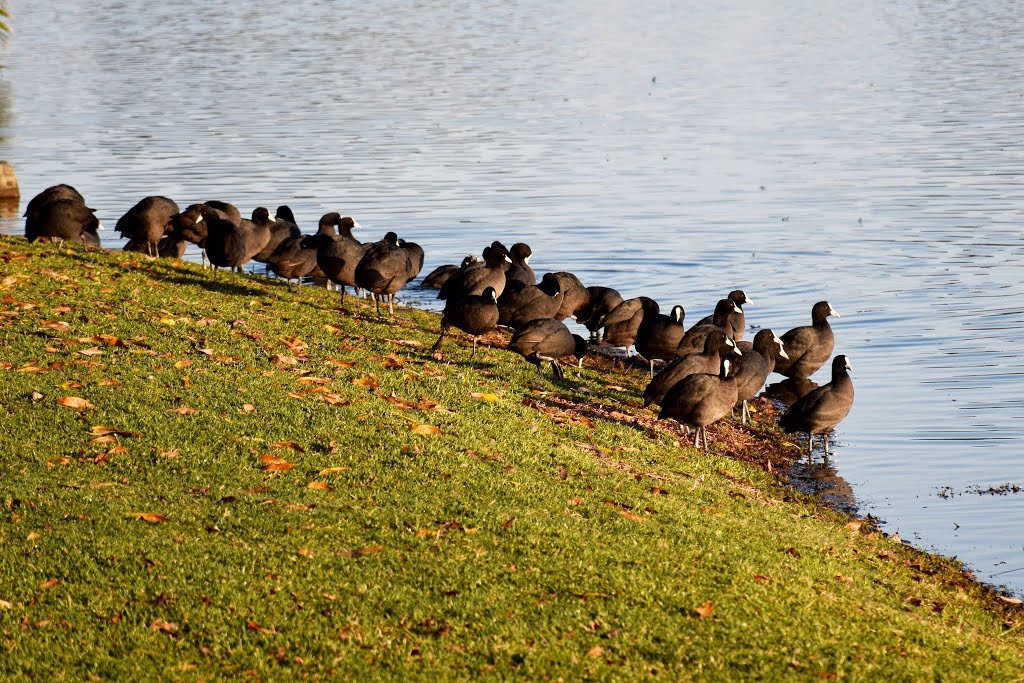 Lake Monger, Perth, Western Australia by Marc Hampton