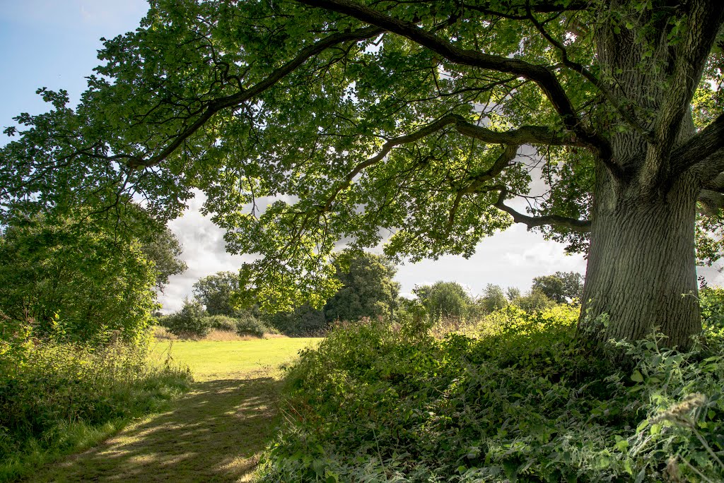 Popes Meadow by DAVID ROBINS