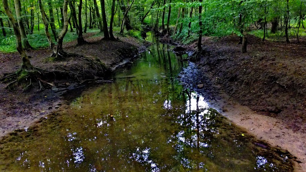 Wald bei Brück S.A by Servet-Akgöz