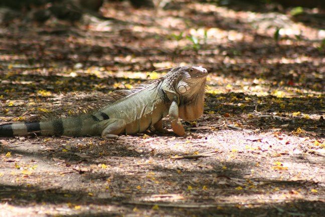 Lizard by Elias Castro