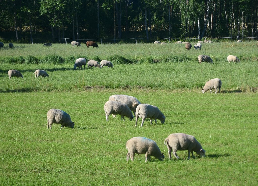 Sheeps in the green by Mimmo Feminò