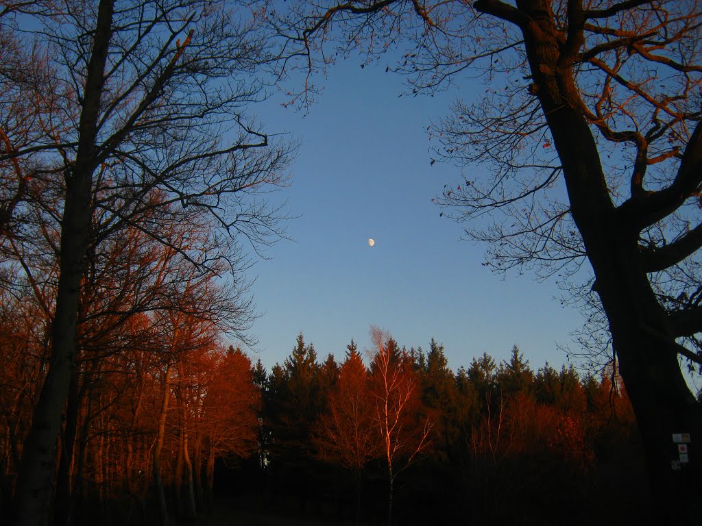 Mond im Kyffhäuserwald by Werner Wruck