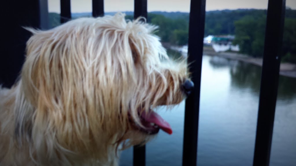 Henry on the Interstate 35E Bridge by Gabriel Vanslette